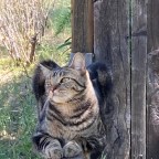 A large feline visitor