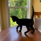 Stolen Memories and Stolen Babies…among other things