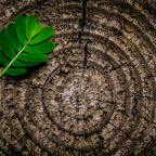 Short Story Sunday: Stumped