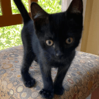 A Christmas Journey (with Vampires, a cat, a train ride and a fight)