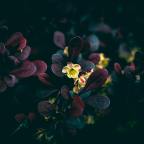 The Changeling – A Mother’s Day Story