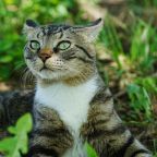 Cat Detectives
