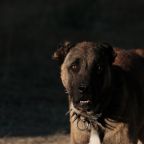 RESCUE